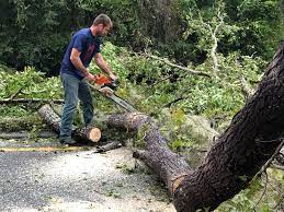 Best Tree and Shrub Care  in Pierce City, MO