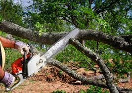 Best Tree Cabling and Bracing  in Pierce City, MO