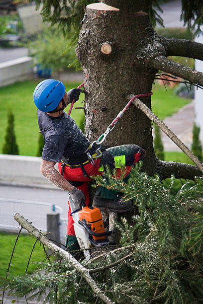  Pierce City, MO Tree Services Pros