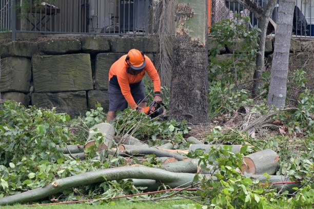 Best Utility Line Clearance  in Pierce City, MO