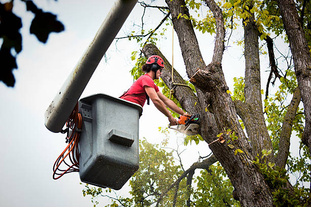 Best Tree Risk Assessment  in Pierce City, MO