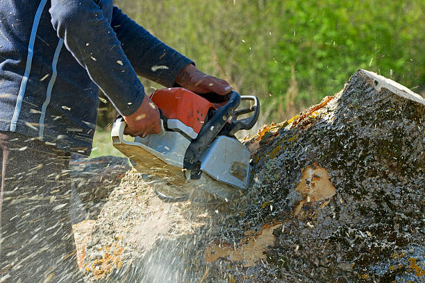 Best Seasonal Cleanup (Spring/Fall)  in Pierce City, MO