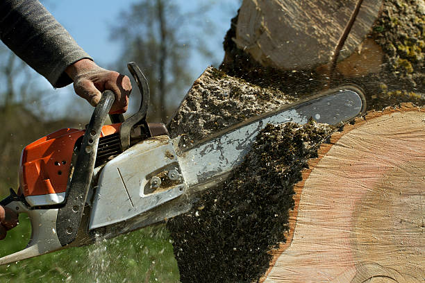 Best Tree Maintenance Programs  in Pierce City, MO